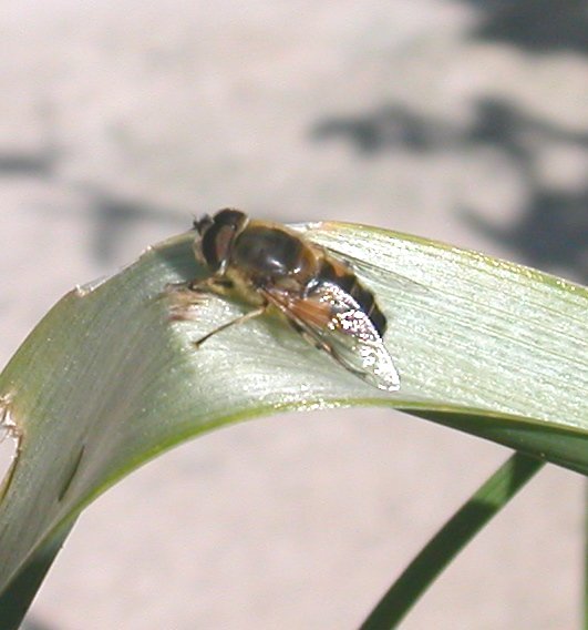 Eristalis sp. (Syrphidae)